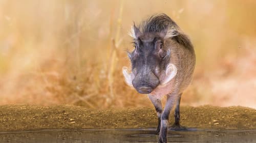 Bronx Zoo - Tierpark der Superlative Bild 5