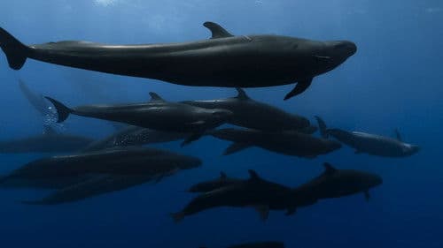 Life - Das Wunder Leben Bild 7