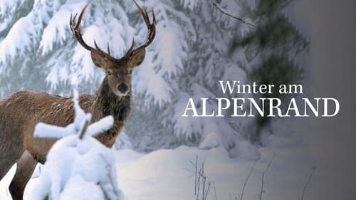 Winter am Alpenrand Bild 5