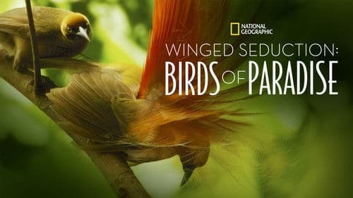 Winged Seduction: Birds of Paradise Bild 3