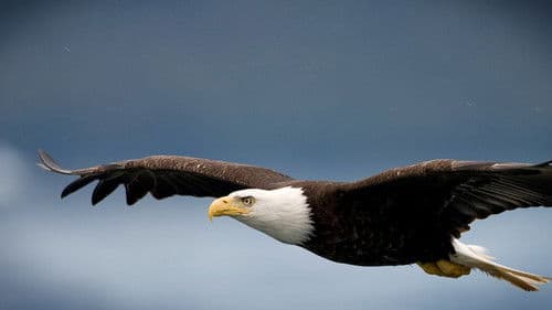 Die Wildlife Cops Bild 2