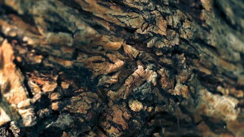 La Voz del Mezquite Bild 1