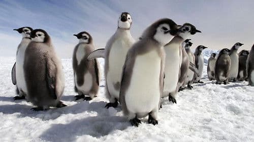 Pinguine hautnah Bild 2