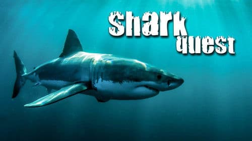 Shark Quest Bild 1