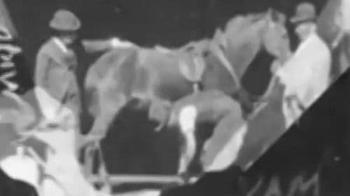 Horse Shoeing Bild 1