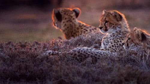 Unter Geparden Bild 3