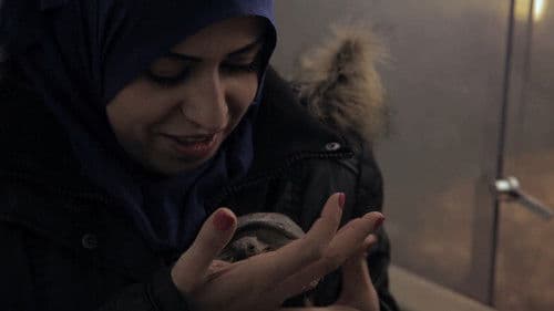 Schildkröten Panzer Bild 1