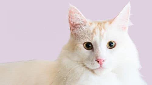 Catwalk 2: The Comeback Cats Bild 3