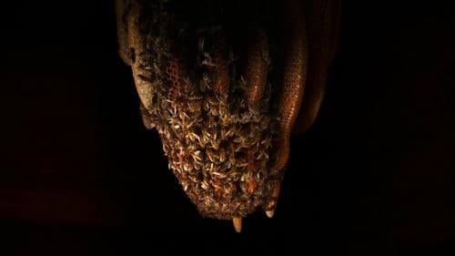 A Bee's Diary Bild 2