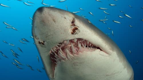 Wunder der Tiefe Bild 2