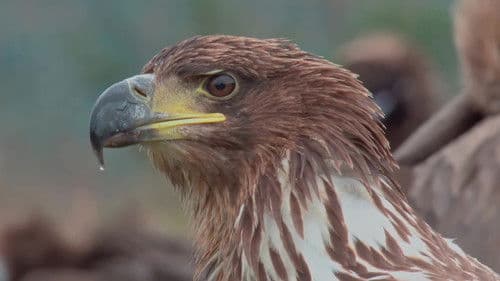 Ο κόσμος των αρπακτικών πουλιών – Δικαίωμα στην Επιβίωση Bild 1