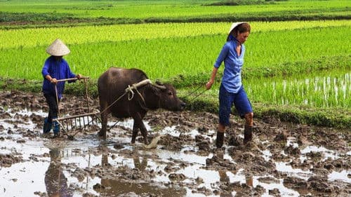 Die kulinarischen Abenteuer der Sarah Wiener in Asien Bild 1