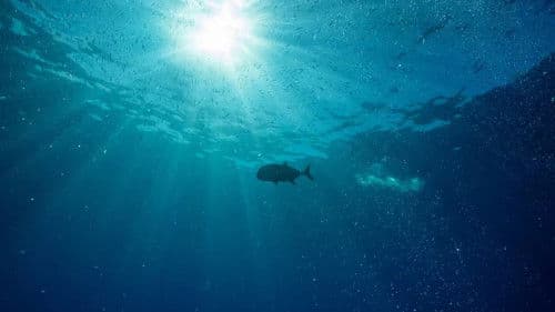 Hope in the Water Bild 1