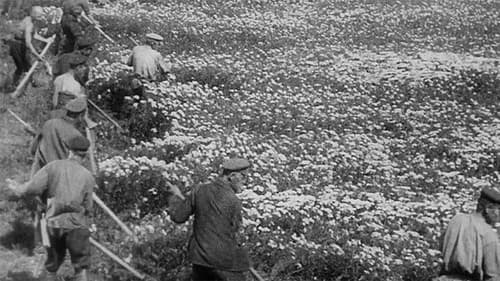 Die Generallinie Bild 2