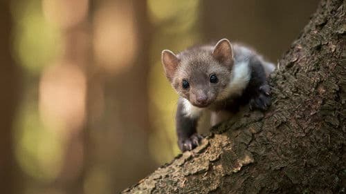 Das Dorf der wilden Tiere Bild 5