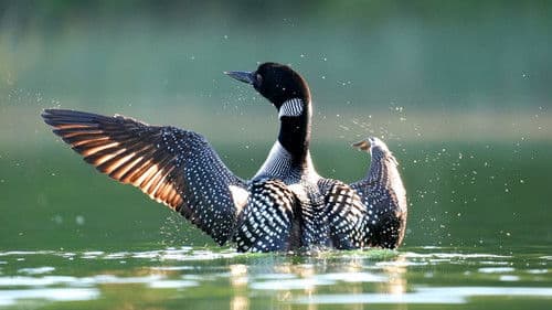 Amerikas Nationalparks Bild 7