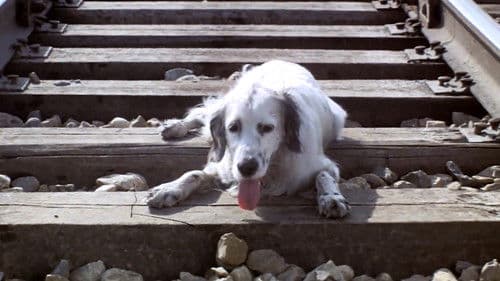 Belyy Bim Chernoe ukho Bild 4