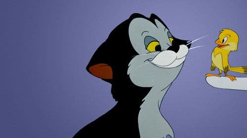 Frankies Katzenmusik Bild 6