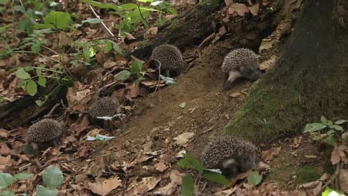 Year of the Hedgehog Bild 3
