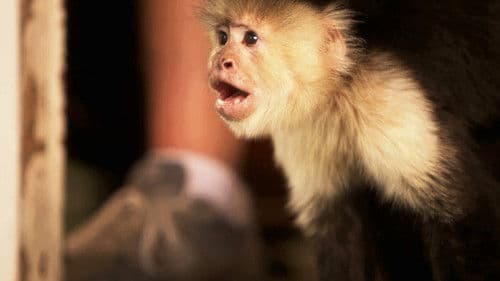 Flying Monkeys Bild 2