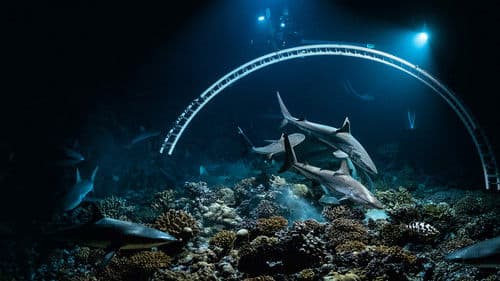 700 Haie in der Nacht Bild 5