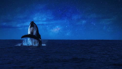 극장판 고래와 나 Bild 3