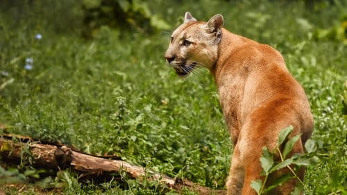Die Fährte der Pumas Bild 4