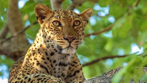 Afrikas Jäger Bild 2