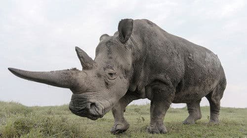 The Last Rhinos: A New Hope Bild 2