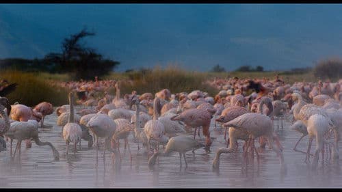 Afrika - Das magische Königreich Bild 3