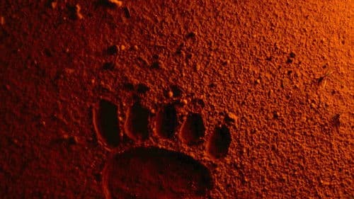 Bears Discover Fire Bild 1