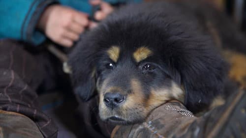 Man's First Friend Bild 2