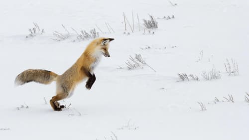 Der Clan der Füchse Bild 1