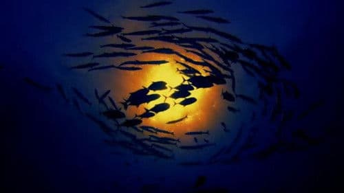 SANCTUARY - Safeguarding Australia's Oceans Bild 4