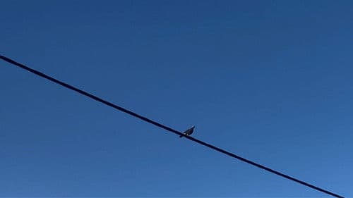 Where Light Lands Bild 1