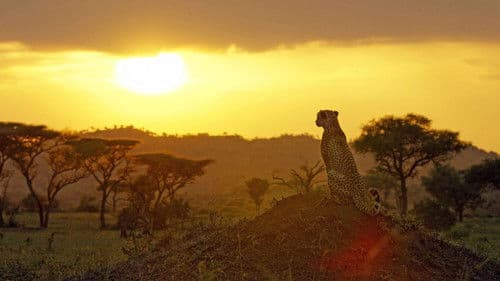Serengeti Bild 6