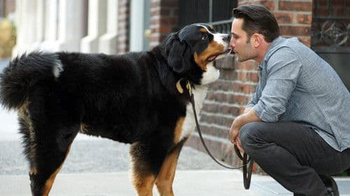 Dogs In The City Bild 1