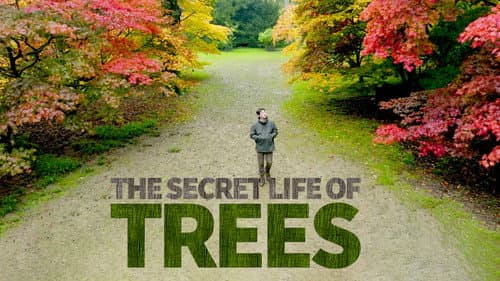 The Secret Life of Trees Bild 2