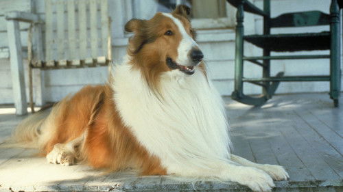 Lassie Bild 4