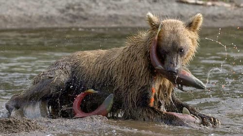 Russia's Wild Sea Bild 5