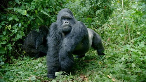 Die Welt der Primaten Bild 2