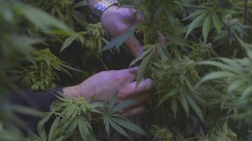 The Legend of 420 Bild 1