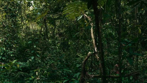 O Verde Fascínio Me Faz Distante Bild 1