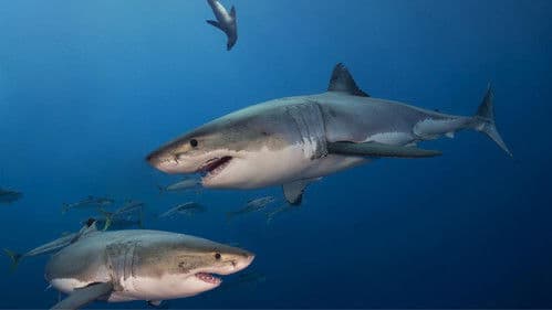 Was ist Was - Haie Bild 1