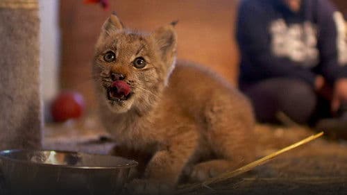 Alaskas Wildtier-Retter Bild 1