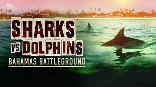 Sharks vs. Dolphins: Bahamas Battleground Bild 2