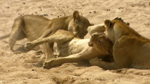 Das Gesetz der Löwen Bild 5