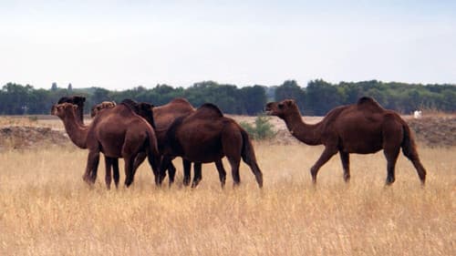 Un remède de chameau - La révolution des nanocorps Bild 2