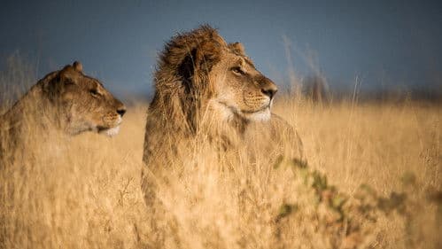 Raubtiere und ihre Beute - Kampf ums Überleben Bild 6