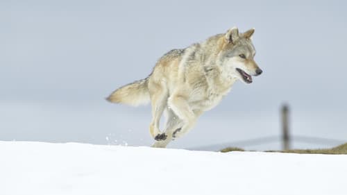 L'Odyssée du loup Bild 1